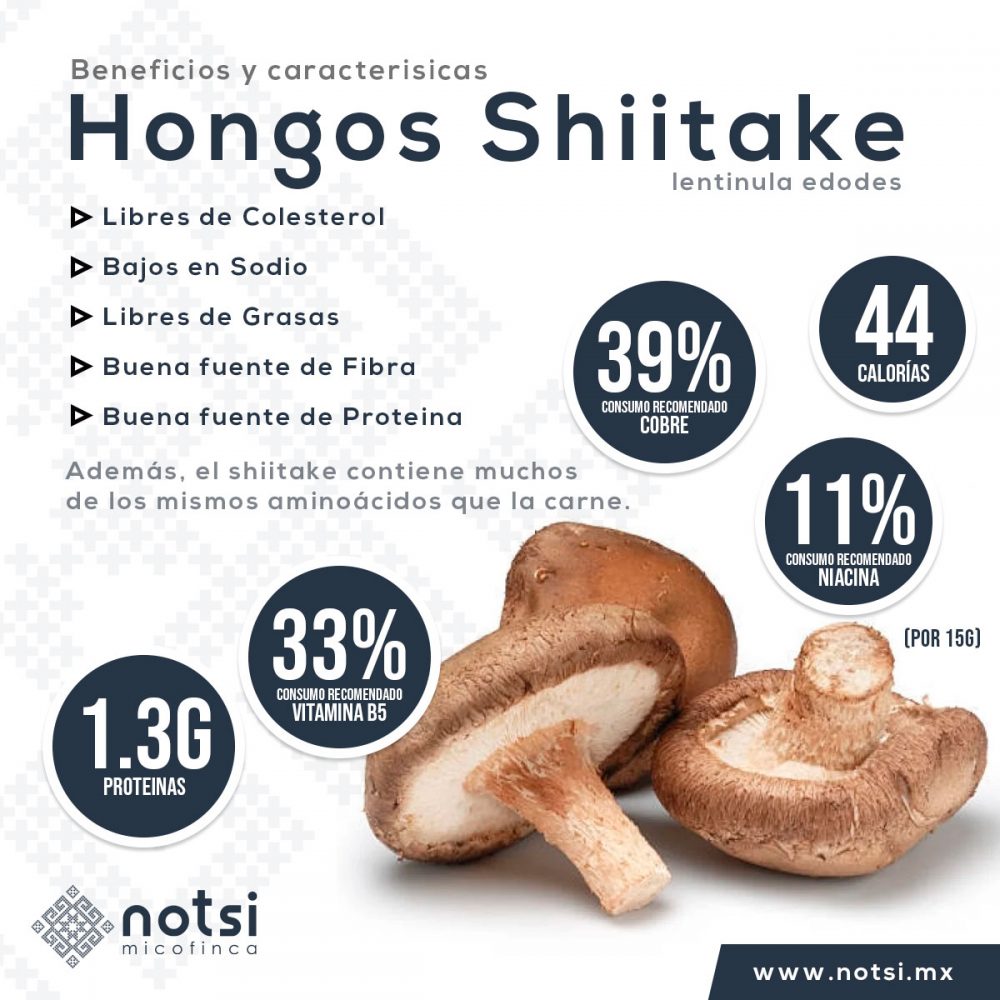 Infograf A Hongo Shiitake Notsi Micofinca