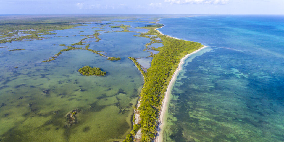 Hallazgo Micológico en Cozumel: 5 Nuevas Especies de Hongos Identificadas