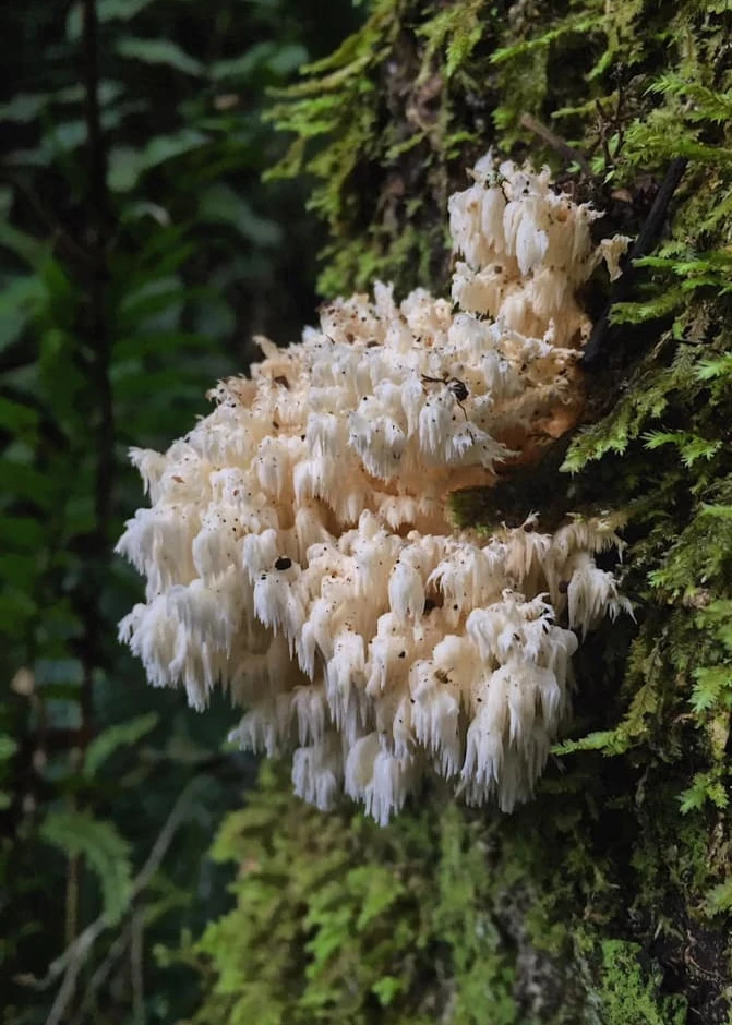 Hericium ophelieae – Una nueva especie de la familia Hericium