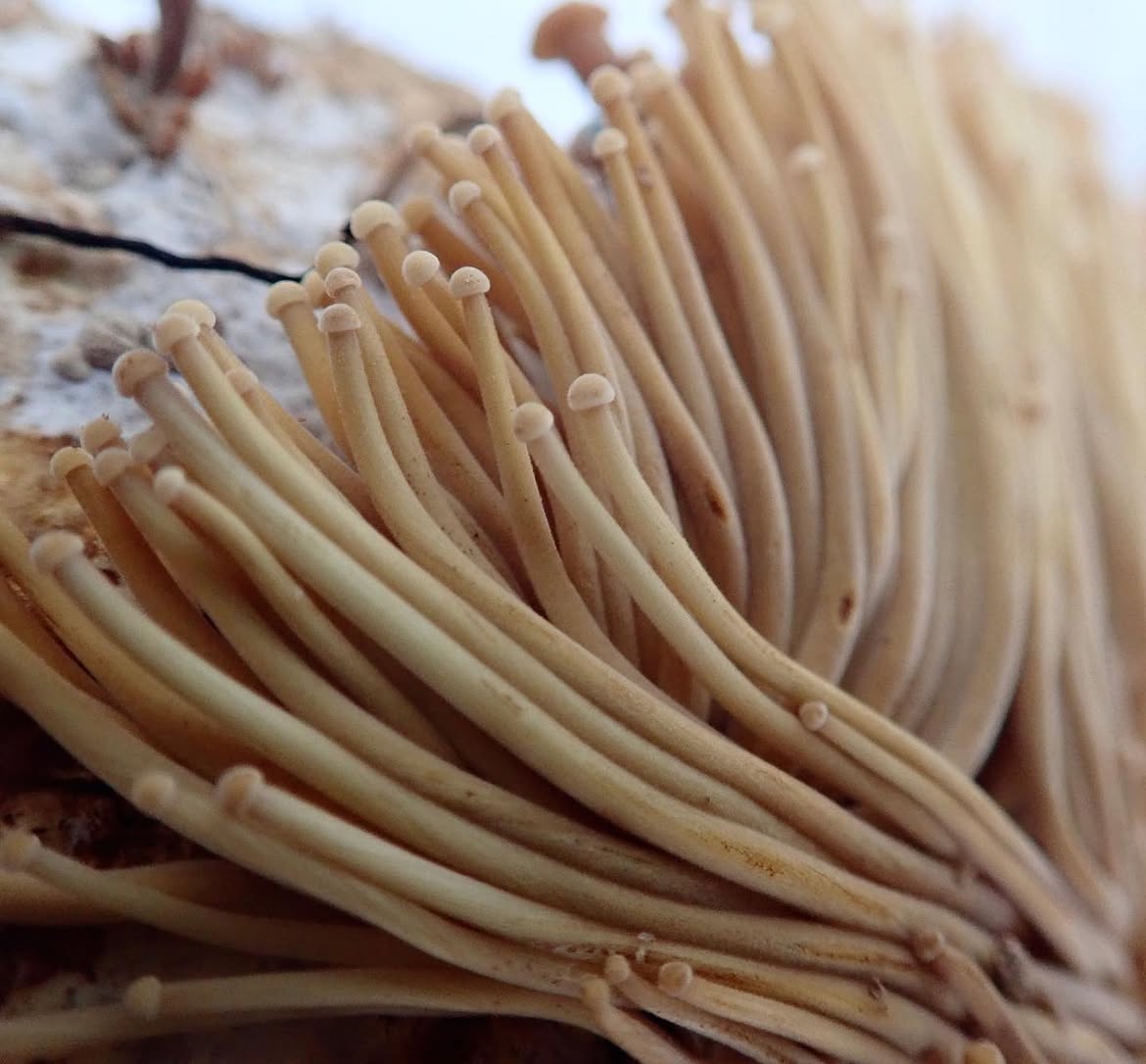 Enokitake