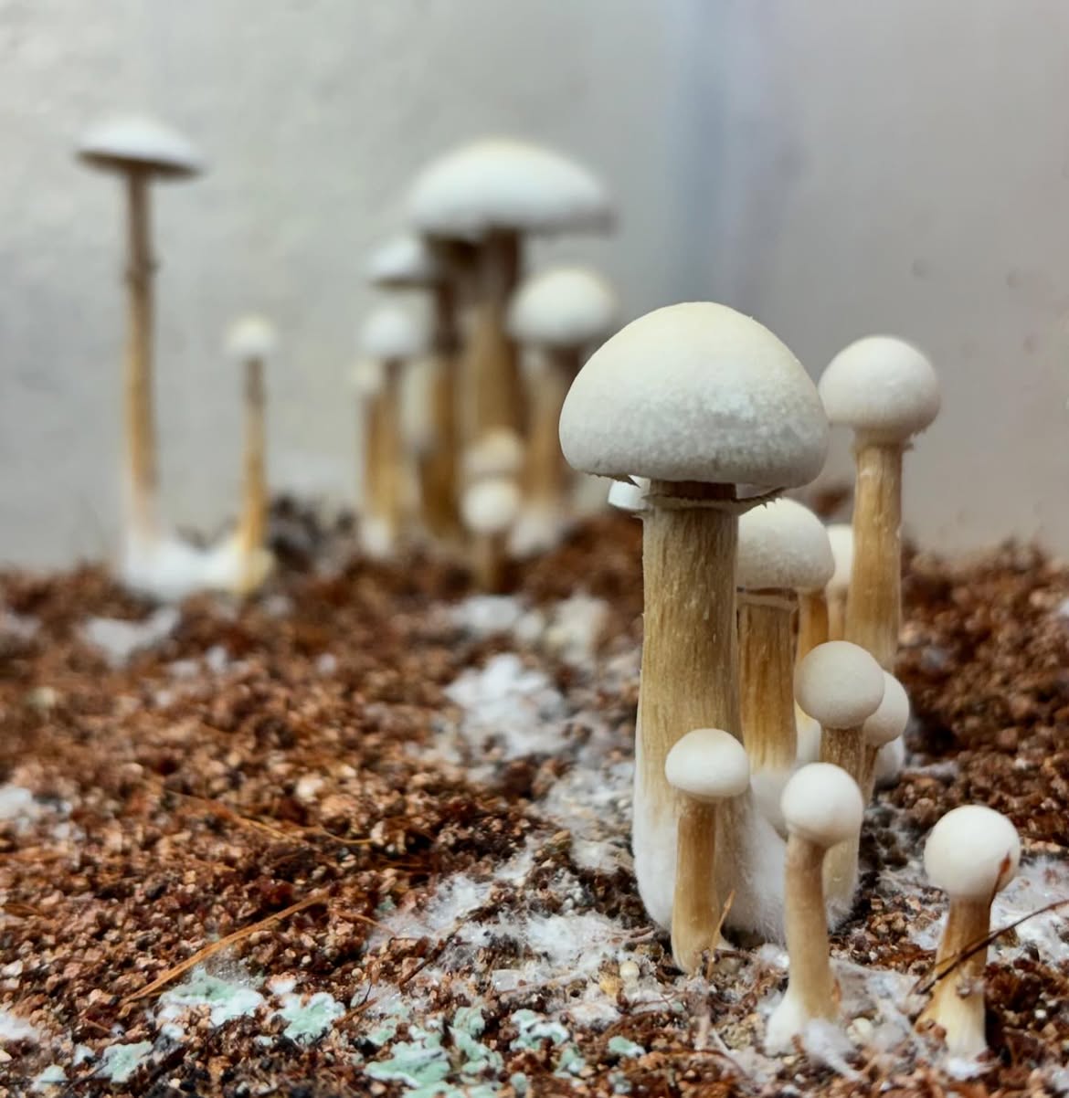 Familia de hongos P. cubensis