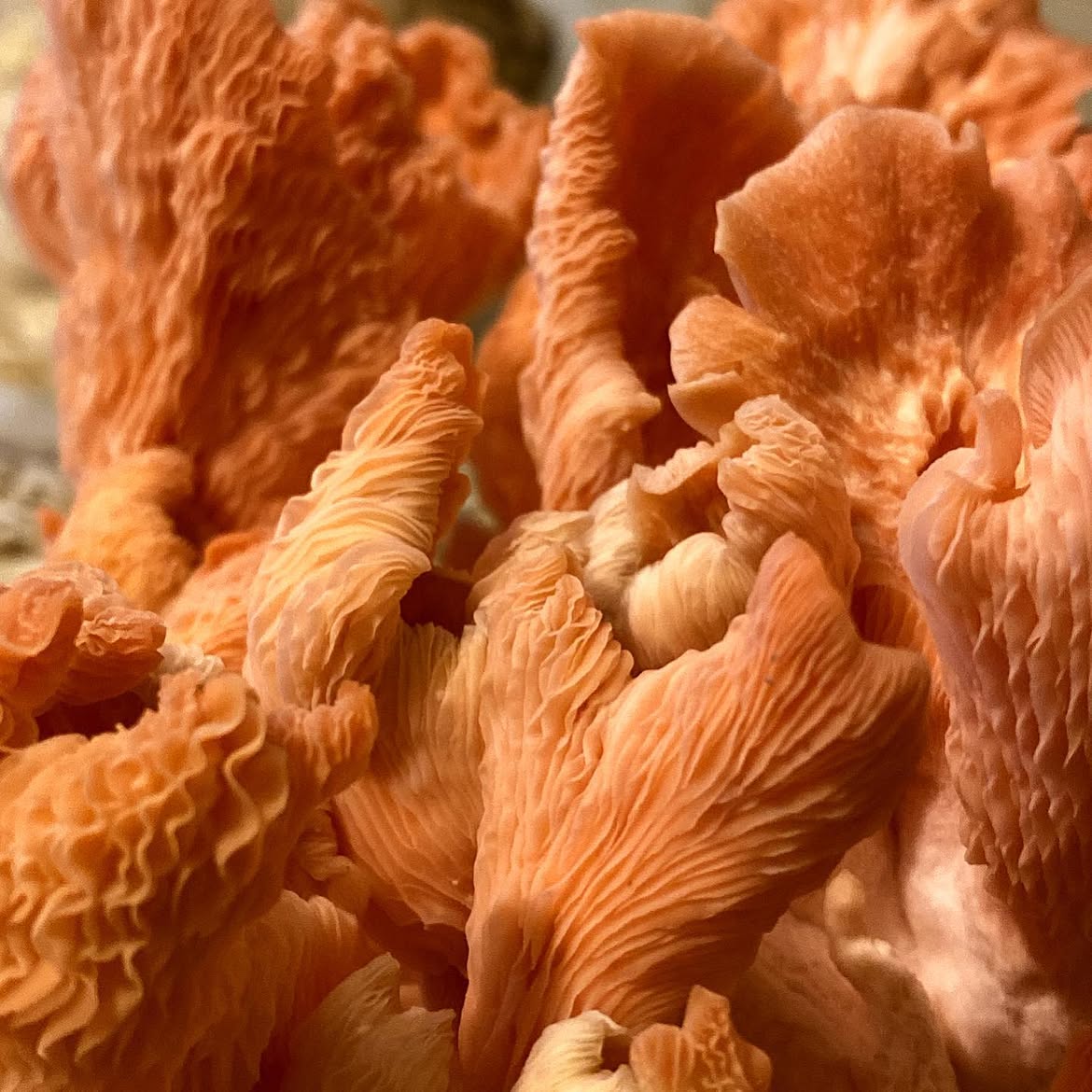 Pleurotus djamor